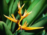 Bird of Paradise Flower, Almond Beach Club, Spa, St James Photographie par Holger Leue