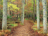 Forest Trail, Cades Cove, Great Smoky Mountains National Park, Tennessee Photographie par Richard Cummins