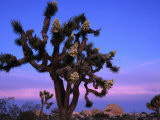 Wildflowers, Joshua Trees, Joshua Tree National Park, California Photographie par John Elk III