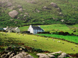 Sheep Grazing Near Farmhouses, Munster, Ireland Fotografie-Druck von John Banagan
