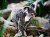 Koala, Hartley's Creek Crocodile Farm, Cairns, Queensland, Australia Photographie par Holger Leue