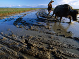 Water Buffaloes, Hue, Thua Thien-Hue, Vietnam Photographic Print by Stu Smucker