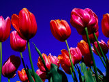 Detail of Tulips at Tesselaar Tulip Farm in Silvan, Melbourne, Australia Photographic Print by Krzysztof Dydynski