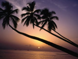 Coconut Trees at Sunset, Mullins Bay, Barbados Photographie par Holger Leue