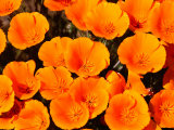 California Poppy Reserve, Antelope Valley, California Photographie par John Elk III