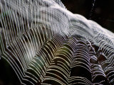 Orb Spider Web, Big Cypress Natural Preserve, Florida Photographie par Mark Newman