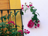 Bougainvillea Flower on Balcony, Cordoba, Andalucia, Spain Lámina fotográfica por John Banagan Bougainvillea Flower on Balcony, Cordoba, Andalucia, Spain Lámina fotográfica por John Banagan