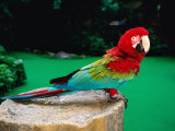 Colourful Parrot at Jurong Bird Park, Singapore Photographie par John Elk III