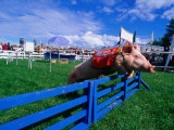 All Alaskan Racing Pig Jumping Fence in Race at Alaska State Fair, Palmer, Alaska Photographie par Brent Winebrenner