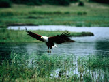 African Fish Eagle Coming in to Land, South Africa Photographic Print by Mark Newman