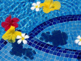 Tropical Flowers in Royal Westmoreland Pool, St James Photographic Print by Holger Leue