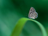 Spotted Pierrot Butterfly, Jomtien, Chonburi, Thailand Photographic Print by Stu Smucker