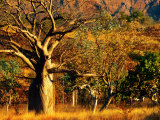 Boab Trees on Victoria Highway, Keep River National Park, Northern Territory, Australia Lámina fotográfica por John Banagan