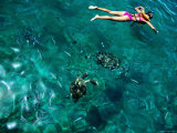 Snorkelling with Sea Turtles, Tiami Catamara Cruise, Folkstone Marine Reserve Photographic Print by Holger Leue