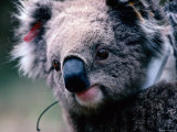 Koala with Transmitter, Phillip Island, Victoria, Australia Fotografie-Druck von Michael Coyne