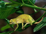 Chameleon on Tree Branch, Ghana Photographie par Ariadne Van Zandbergen