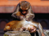 Monkeys at the Temple Complex, Pashupatinath, Bagmati, Nepal Photographic Print by Richard I'Anson