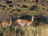 Guanaco in Patagonian Grassland, Torres del Paine National Park, Chile Fotoprint van Richard I'Anson