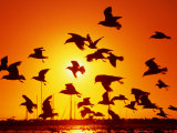 Seagulls at St. Kilda, Sunset, Melbourne, Victoria, Australia Photographic Print by John Banagan