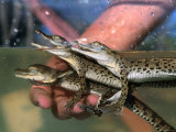 Greg Elms - One Week Old Australian Saltwater Crocodiles at the Koorana Crocodile Farm in Coowonga, Australia - Fotografik Baskı