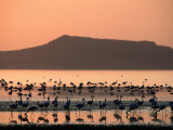 Flamingos Silhouetted in Lake Abiata, Abiyata-Shala National Park, Oromia, Ethiopia Photographic Print by Ariadne Van Zandbergen