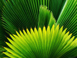 Palm at Windjammer Landing Villas, Gros Islet Photographie par Holger Leue