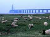 The New Oresund Bridge Between Malmo and Copenhagen from Bunkeflostrand, Malmo, Skane, Sweden Photographic Print by Anders Blomqvist