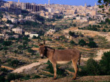 Donkey with the City of Bethlehem in the Background, Israel Photographie par Michael Coyne