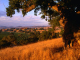 Firestone Vineyard in Background, Santa Ynez Valley, California Photographie par Oliver Strewe