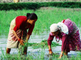 Two Newari Women Planting Rice in Paddy, Kathmandu, Bagmati, Nepal Photographic Print by Oliver Strewe