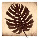 Monstera II Prints by Michael Mandolfo