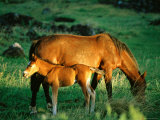 Mare and Foal, Easter Island, Valparaiso, Chile Photographie par Peter Hendrie