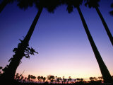 Dam Thanot or Sugar Palms, Siem Reap, Cambodia Photographic Print by Stu Smucker
