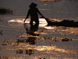 Woman Gathers Edible Water Plants at Dusk, Bat Trang, Hanoi, Vietnam Photographic Print by Stu Smucker