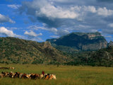 Karamojong Pastoral Land on Plains Below Mount Kadam, Uganda Fotografisk tryk af Ariadne Van Zandbergen