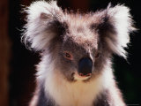 Koala, Australia Fotografie-Druck von Peter Hendrie