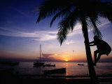 Climbing Coconut Tree at Sunset, Anse Chastanet, Soufriere Photographic Print by Holger Leue