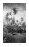 Coconut Grove, Lahaina, 1910 Posters af Ray Jerome Baker Coconut Grove, Lahaina, 1910 Posters af Ray Jerome Baker