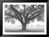 Silhouette Oak Posters by William Guion