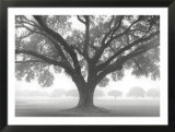 Silhouette d'un chêne Affiches par William Guion