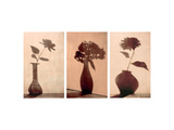 Floral Silhouettes Triptych Posters