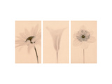 Faint Petals Triptych Prints