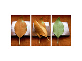 Leaves Arrangement Triptych Posters