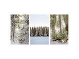 Winter Forest Triptych Prints