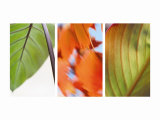 Leaves' Journey Triptych Photographie