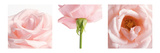 Pink Rose Triptych Prints