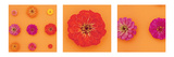 Zinnias Triptych Affiche