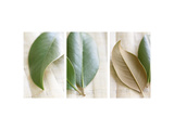 Leaves and Muslin Triptych Affiches