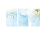 White Mums Triptych Posters