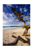 Tree on Carmel Beach, California Fotografie-Druck von George Oze